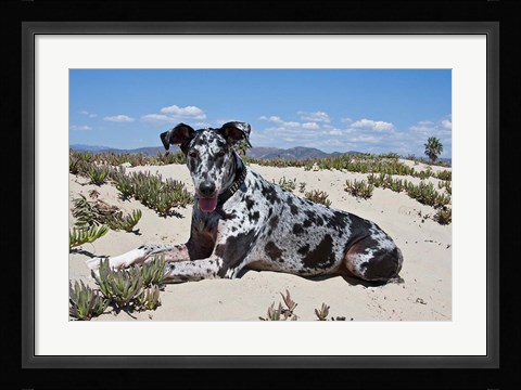 Framed Great Dane lying in the sand in Ventura, California Print