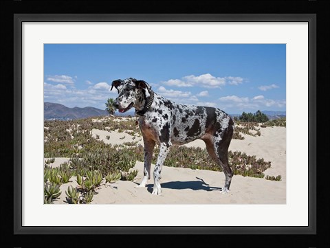 Framed Great Dane standing in sand at the Ventura Beach, California Print