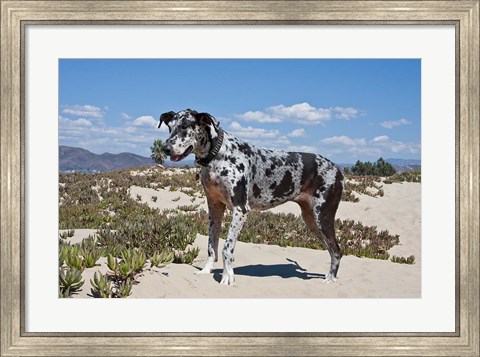 Framed Great Dane standing in sand at the Ventura Beach, California Print