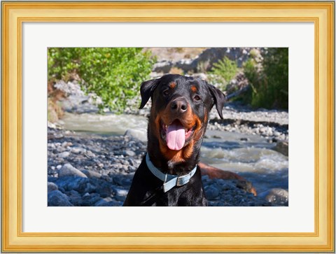 Framed USA, California Rottweiler smiling Print