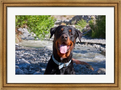 Framed USA, California Rottweiler smiling Print