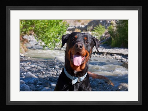 Framed USA, California Rottweiler smiling Print