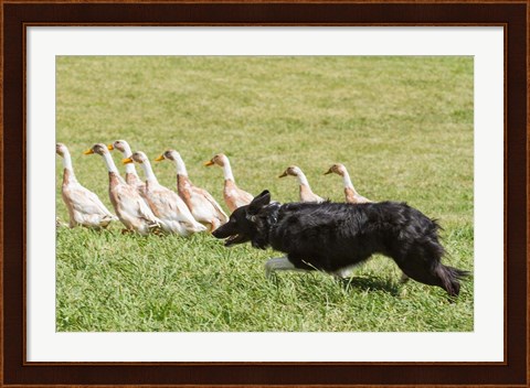 Framed Purebred Border Collie dog herding ducks Print
