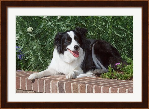 Framed Purebred Border Collie dog lying on wall Print