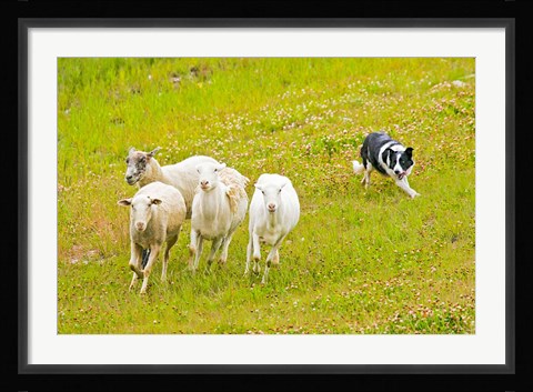 Framed Colorado, Summit County, Border Collie dog Print