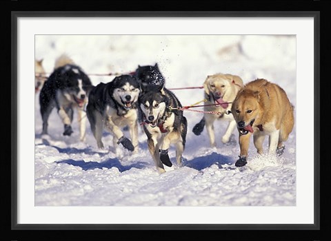 Framed Iditarod Dog Sled Racing through Streets of Anchorage, Alaska, USA Print