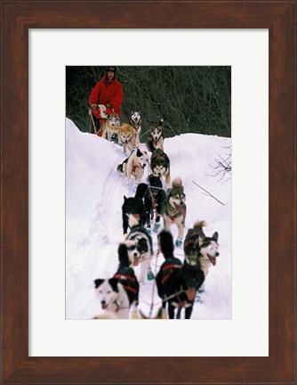 Framed Dog Sled Racing in the 1991 Iditarod Sled Race, Alaska, USA Print