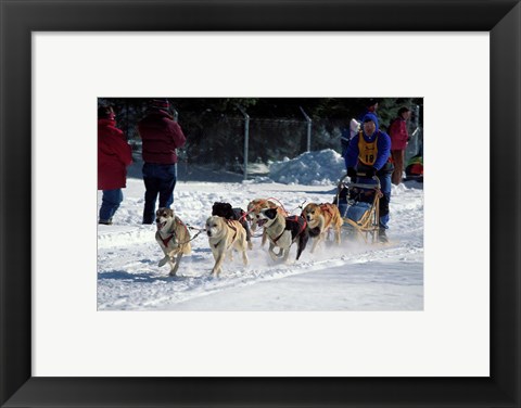 Framed Sled Dog Team, New Hampshire, USA Print
