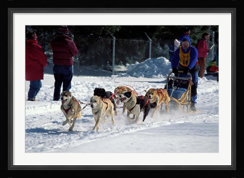 Framed Sled Dog Team, New Hampshire, USA Print