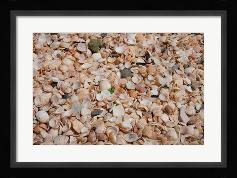 Framed French West Indies, Shell Beach Detail of shell covered beach Print