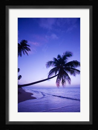 Framed Palm tree, Coconut Grove beach, Cade's Bay, Caribbean Print