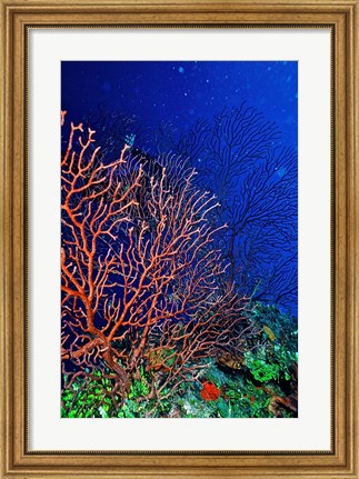 Framed Underwater, Bonaire, Netherlands Antilles Print