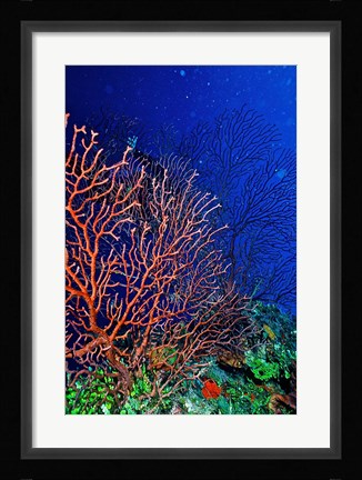 Framed Underwater, Bonaire, Netherlands Antilles Print