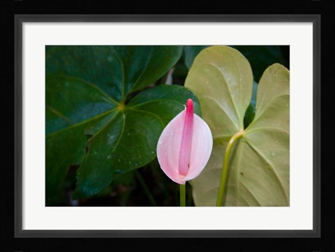 Framed Peace Lily, Jardin De Balata, Martinique, French Antilles, West Indies Print