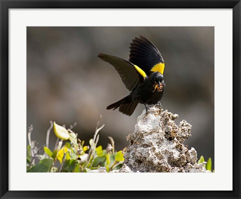 Framed Yellow shouldered blackbird, Mona Island, Puerto Rico Print