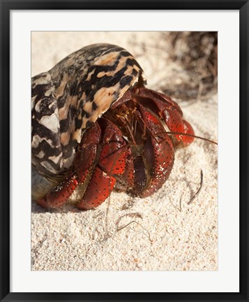 Framed Caribbean hermit crab, Mona Island, Puerto Rico Print