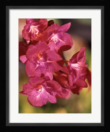 Framed Flora, Caribbean Print