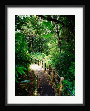 Framed Puerto Rico, Luquillo, El Yunque National Forest path Print
