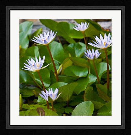 Framed Pygmy Water Lily flower Print