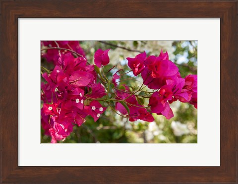 Framed Bougainvillea flowers, Grand Cayman, Cayman Islands, British West Indies Print