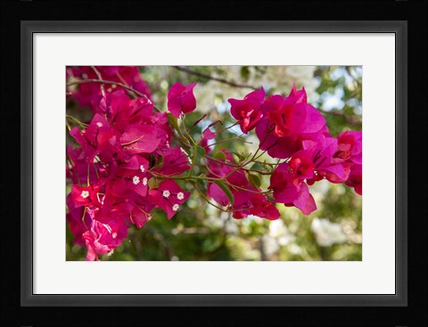 Framed Bougainvillea flowers, Grand Cayman, Cayman Islands, British West Indies Print