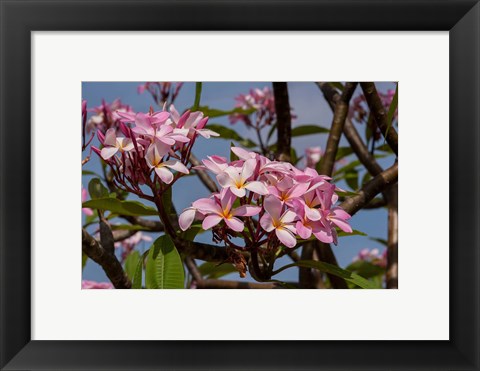 Framed Pink Oleander Flora, Grand Cayman, Cayman Islands, British West Indies Print