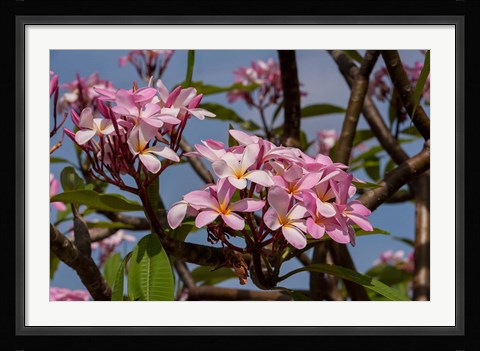 Framed Pink Oleander Flora, Grand Cayman, Cayman Islands, British West Indies Print