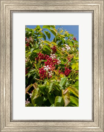Framed Tropical flora, Grand Cayman, Cayman Islands, British West Indies Print