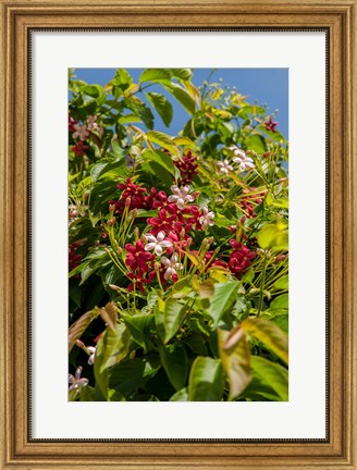 Framed Tropical flora, Grand Cayman, Cayman Islands, British West Indies Print