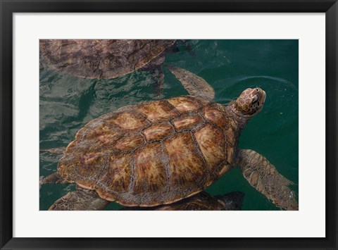 Framed Turtle Farm, Green Sea Turtle, Grand Cayman, Cayman Islands, British West Indies Print