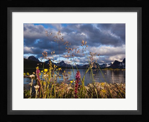 Framed Wildflowers, Jasper National Park, Alberta, Canada Print