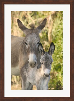 Framed Mother and Baby Donkeys on Salt Cay Island, Turks and Caicos, Caribbean Print