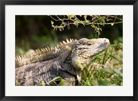 Framed Iguanas (Lizard), Cayman Islands, Caribbean Print