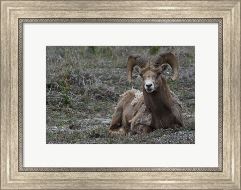 Framed Alberta, Columbia Icefields Parkway, bighorn sheep Print