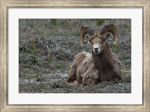 Framed Alberta, Columbia Icefields Parkway, bighorn sheep Print