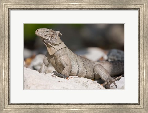 Framed Cayman Islands, Caymans iguana, Lizard, rocky beach Print