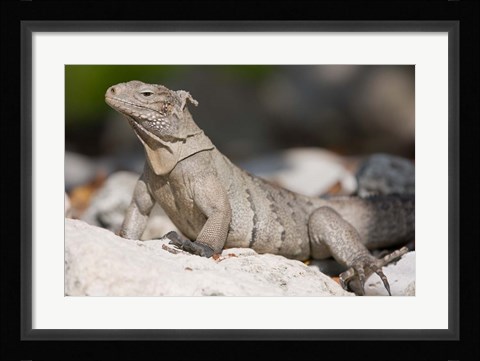 Framed Cayman Islands, Caymans iguana, Lizard, rocky beach Print