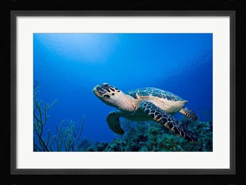 Framed Cayman Islands, Hawksbill Sea Turtle and coral reef Print