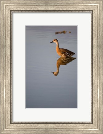 Framed Cayman Islands, West Indian Whistling Duck Print