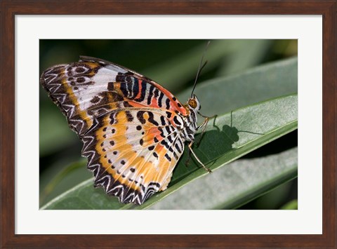 Framed Lacewing Butterfly at the Butterfly Farm, St Martin, Caribbean Print