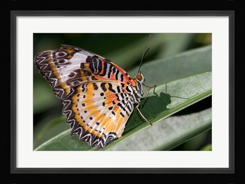 Framed Lacewing Butterfly at the Butterfly Farm, St Martin, Caribbean Print