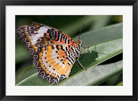 Framed Lacewing Butterfly at the Butterfly Farm, St Martin, Caribbean Print