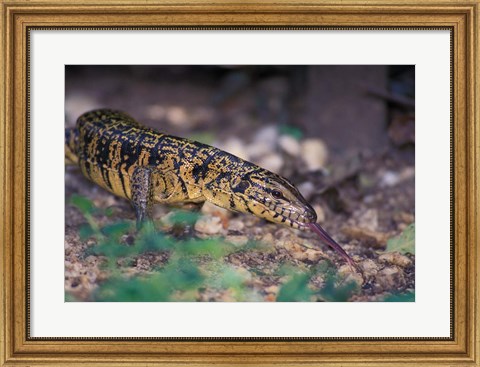 Framed Trinidad, Asa Wright Nature Ctr, Tiger Lizard Print