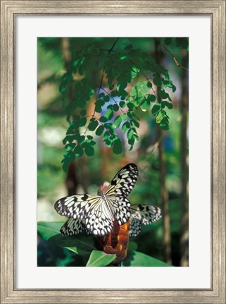 Framed Butterfly Farm on St Martin, Caribbean Print