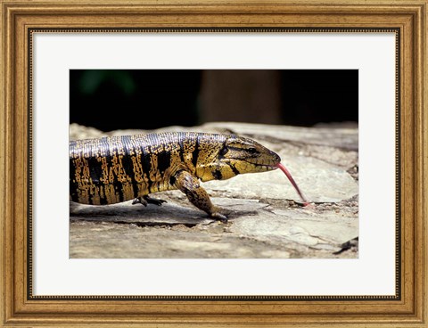 Framed Golden Tegu Lizard, Asa Wright Wildlife Sanctuary, Trinidad, Caribbean Print