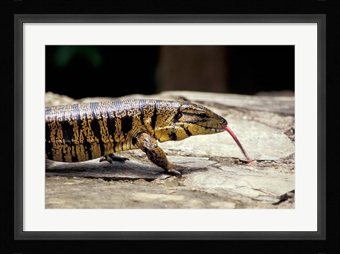 Framed Golden Tegu Lizard, Asa Wright Wildlife Sanctuary, Trinidad, Caribbean Print
