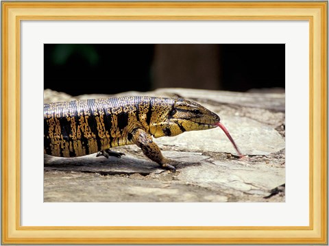 Framed Golden Tegu Lizard, Asa Wright Wildlife Sanctuary, Trinidad, Caribbean Print