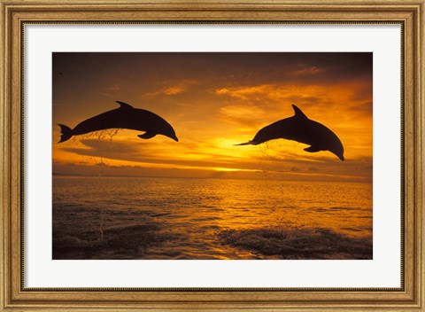 Framed Silhoutte of Bottlenose Dolphins, Caribbean Print