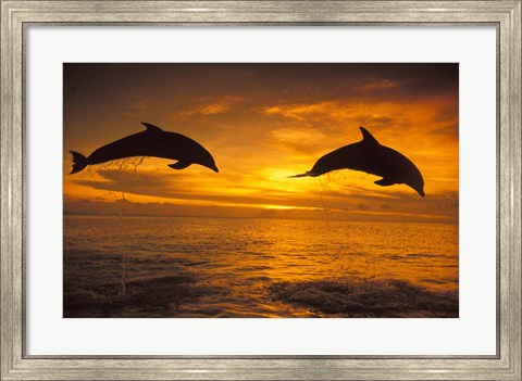 Framed Silhoutte of Bottlenose Dolphins, Caribbean Print