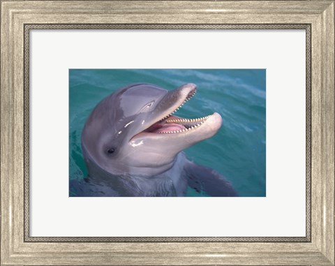 Framed Bottlenose Dolphin, Caribbean Print